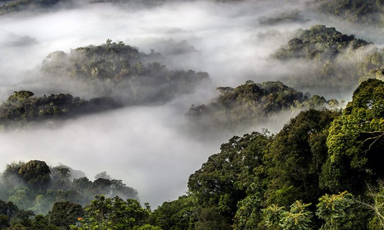 nyungwe national park tour company in rwanda